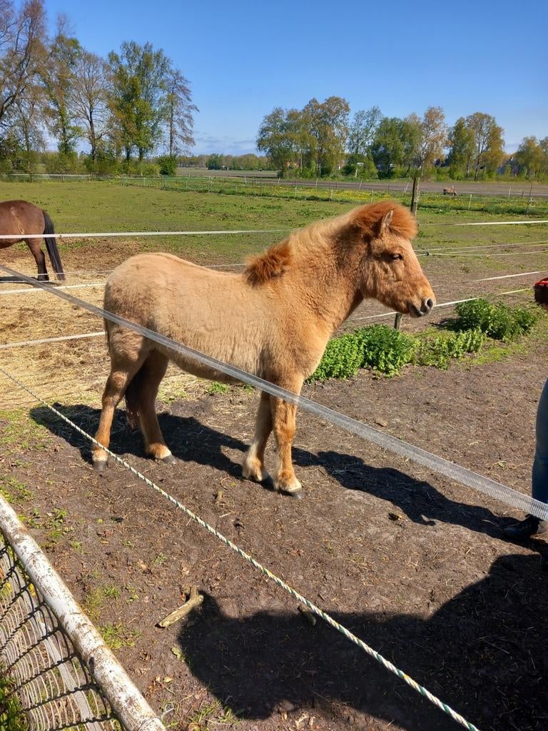 IJslander verkocht, Dieren en Toebehoren, Paarden, Merrie, Recreatiepaard