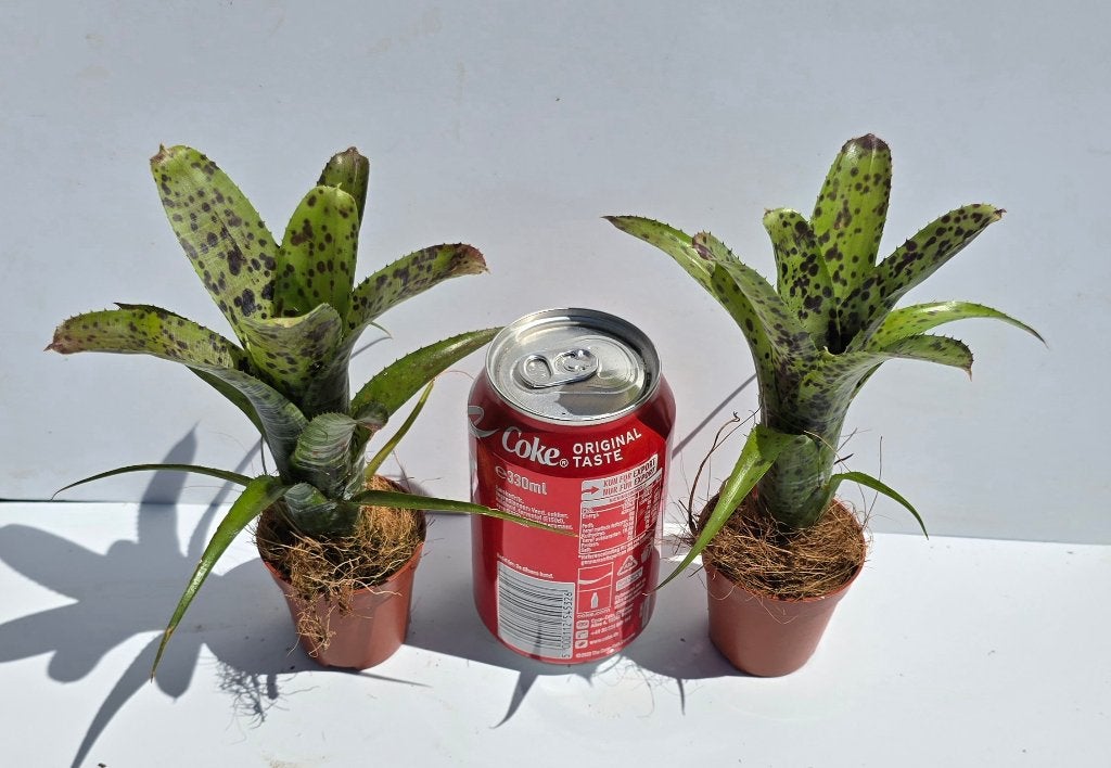 Neoregelia,  diverse soorten bromelia 's, fireball, Dieren en Toebehoren, Verzenden, Nieuw, Tak, Plant, Rots of Steen