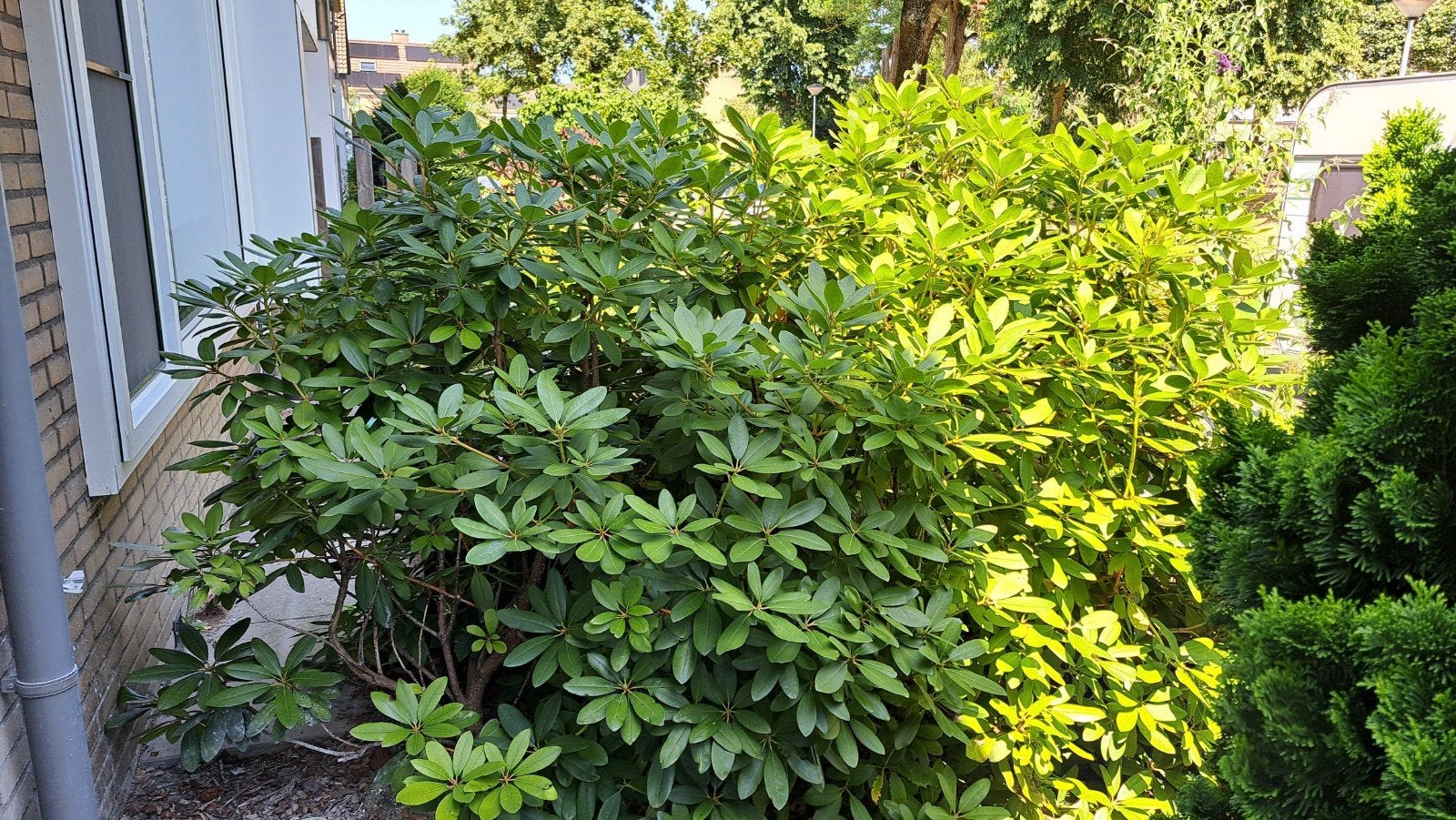 GRATIS - 2 Grote Rhododendron struiken (zelf uitgraven), Tuin en Terras, Planten | Tuinplanten, Vaste plant, Halfschaduw, Lente