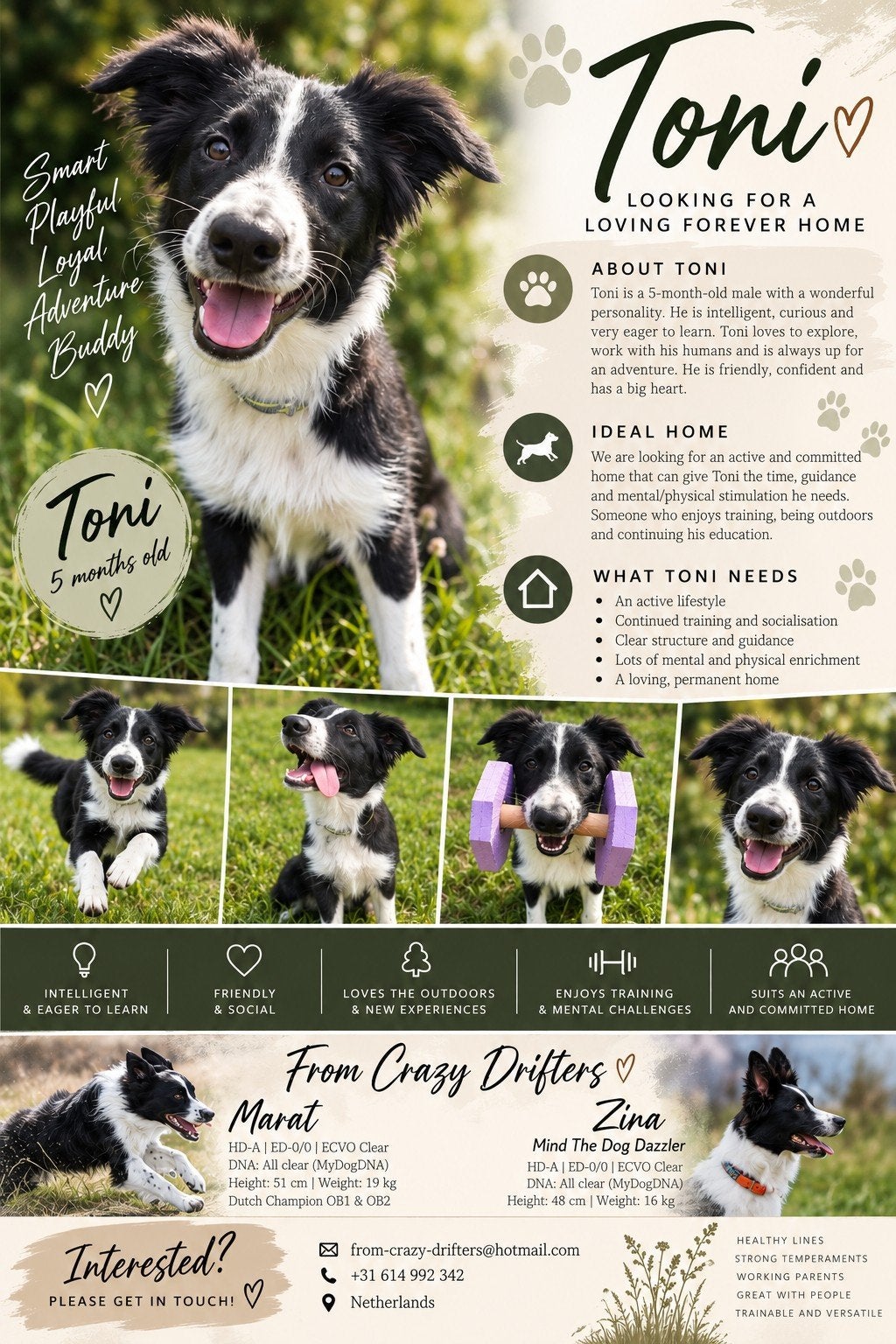 fci Border Collie reu 5,5 maand oud, geweldige bloedlijn!, 15 weken tot 1 jaar, Reu, Eén hond, CDV (hondenziekte)