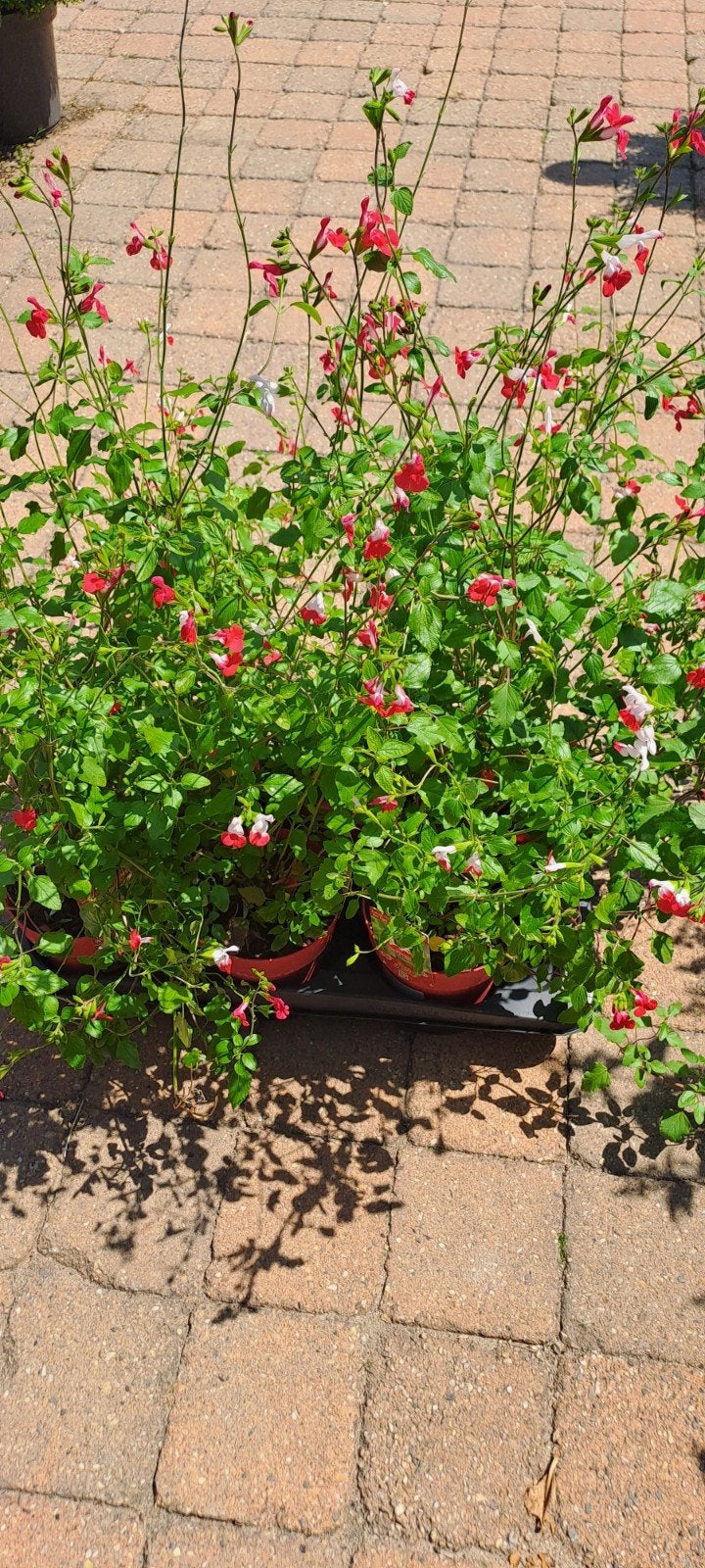 Salvia Hot Lips - Bloeit tot december, heerlijk geurend!, Ophalen