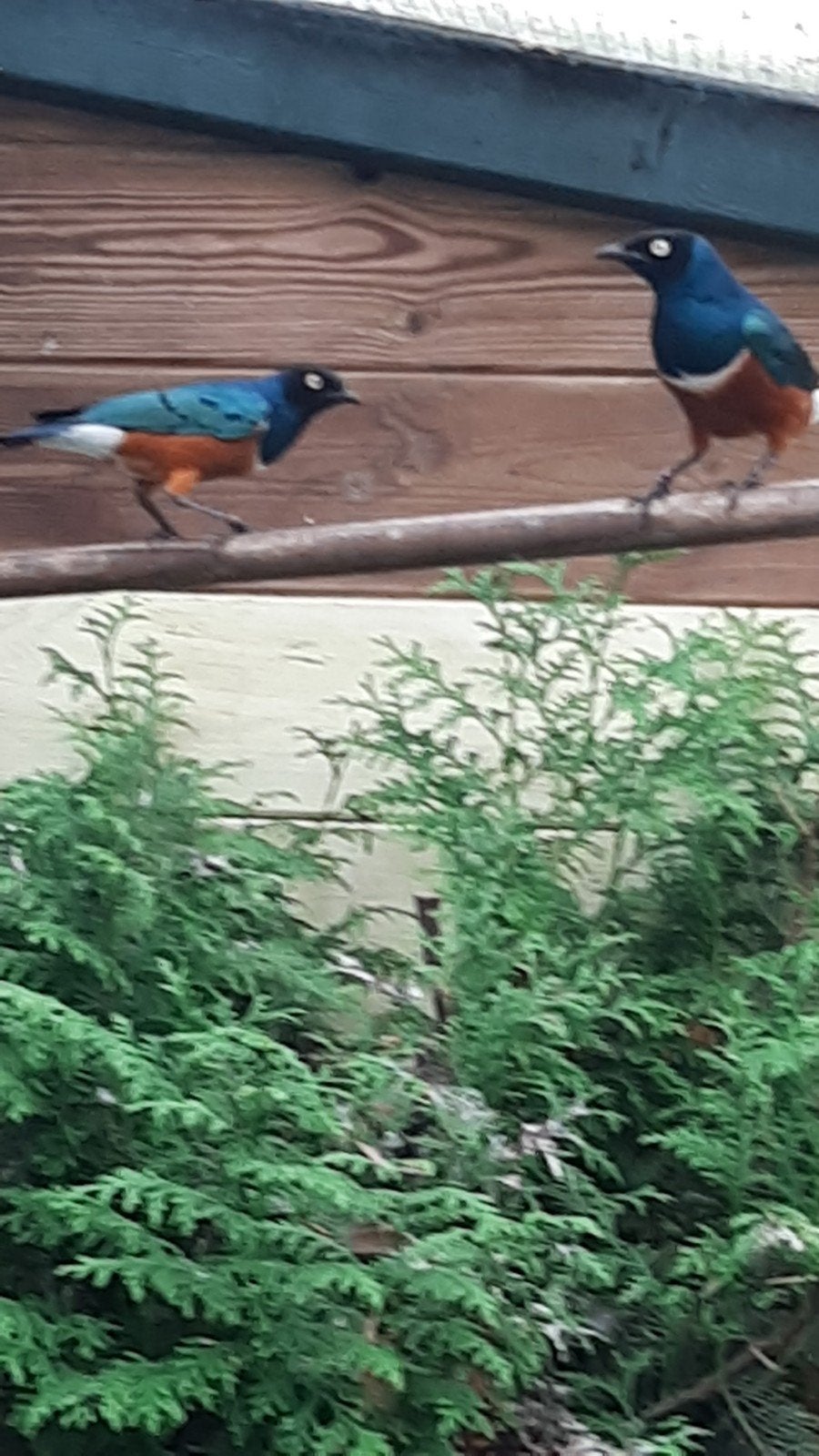 te koop, Dieren en Toebehoren, Vogels | Overige Vogels, Meerdere dieren, Tropenvogel