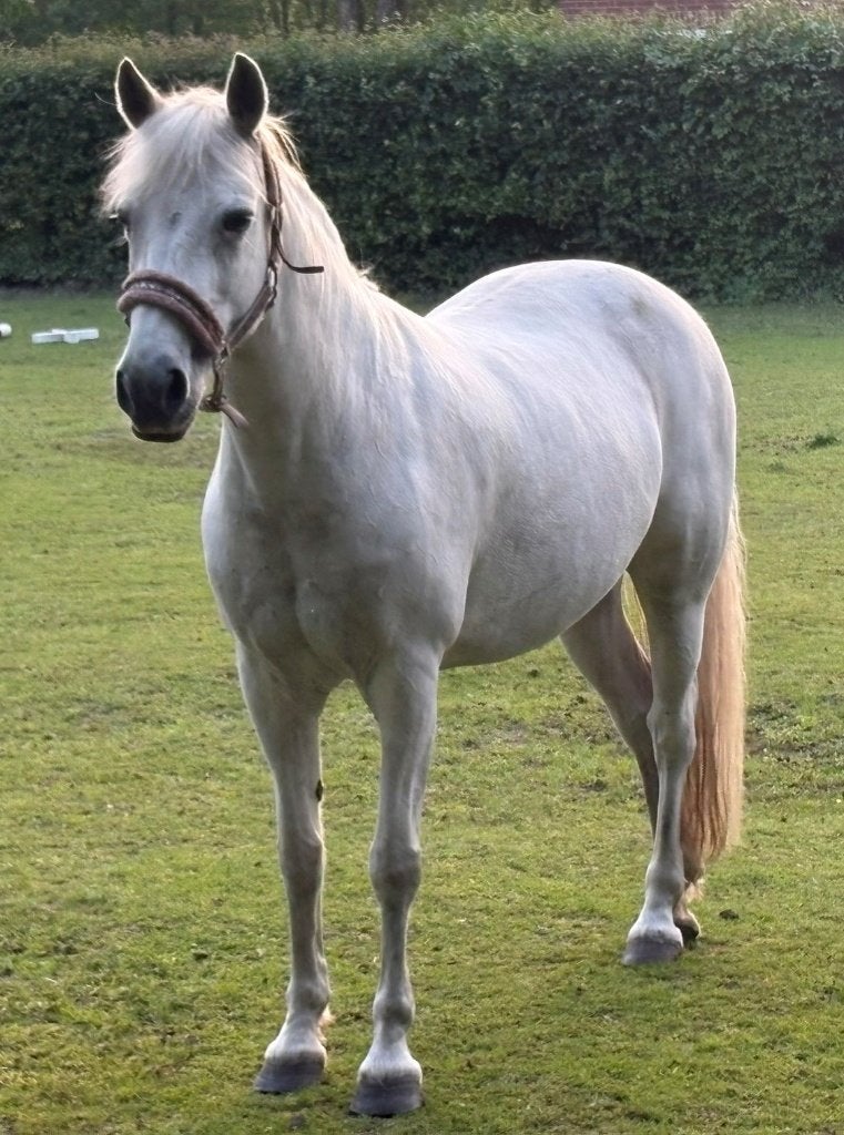 Pensionstalling gezocht - omgeving Enschede Noord/Lonneker, Weidegang, 1 paard of pony