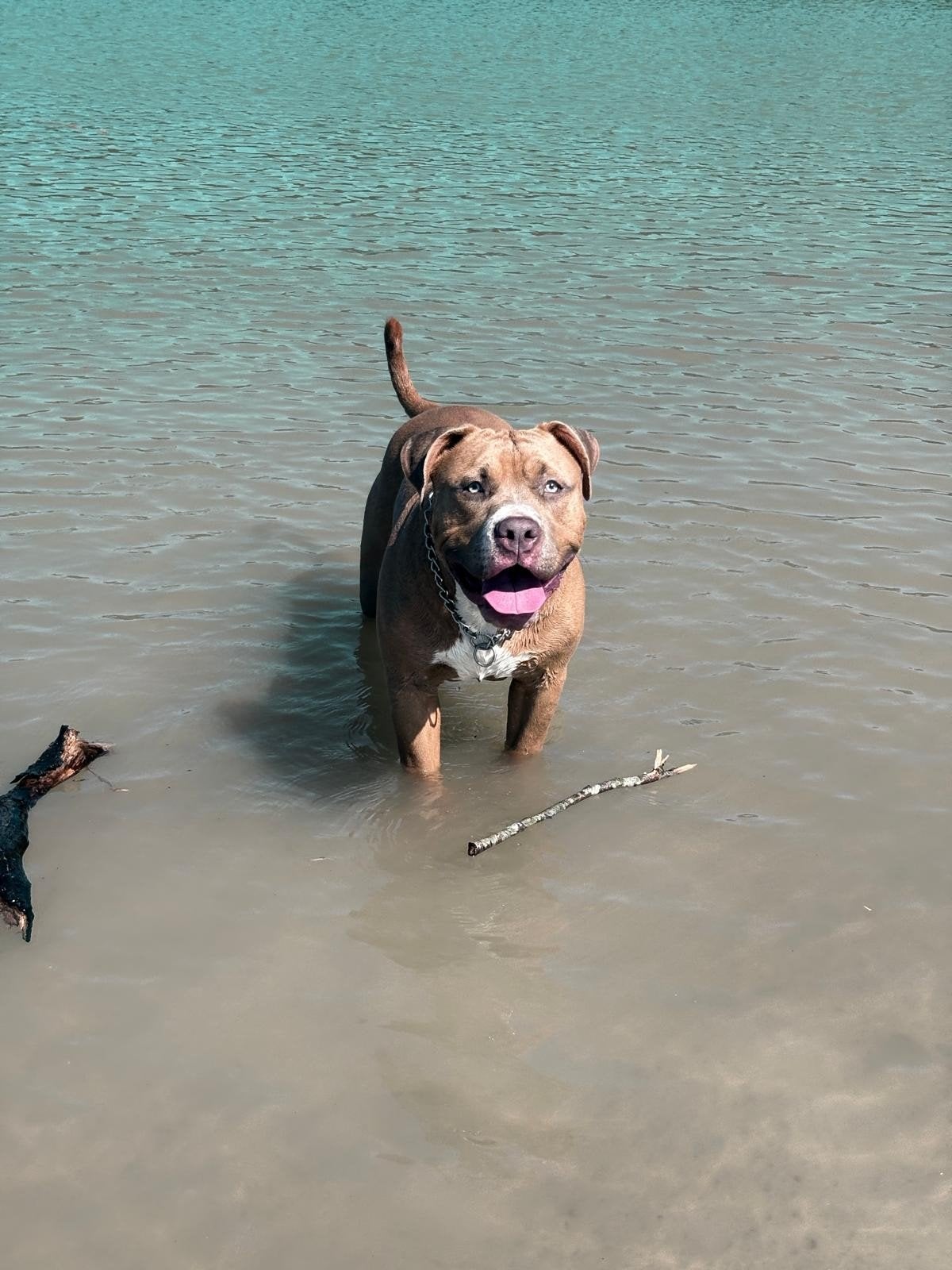 ABKC AMERICAN BULLY XL (DEKREU), Dieren en Toebehoren, Parvo, Reu, 1 tot 2 jaar, Bulldog