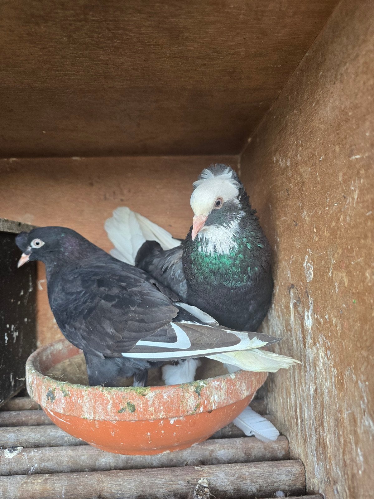 Takla, Dieren en Toebehoren