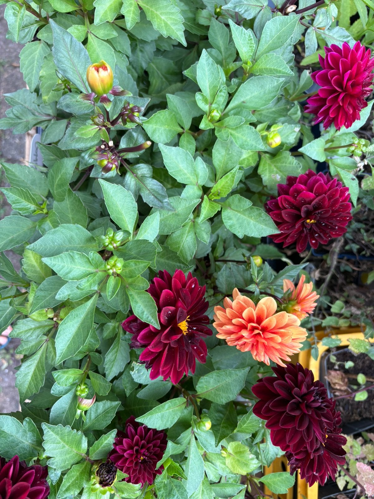 Dahlia planten - Hobbykwekerij, Tuin en Terras, Bloembollen en Zaden, Ophalen, Volle zon, Knol