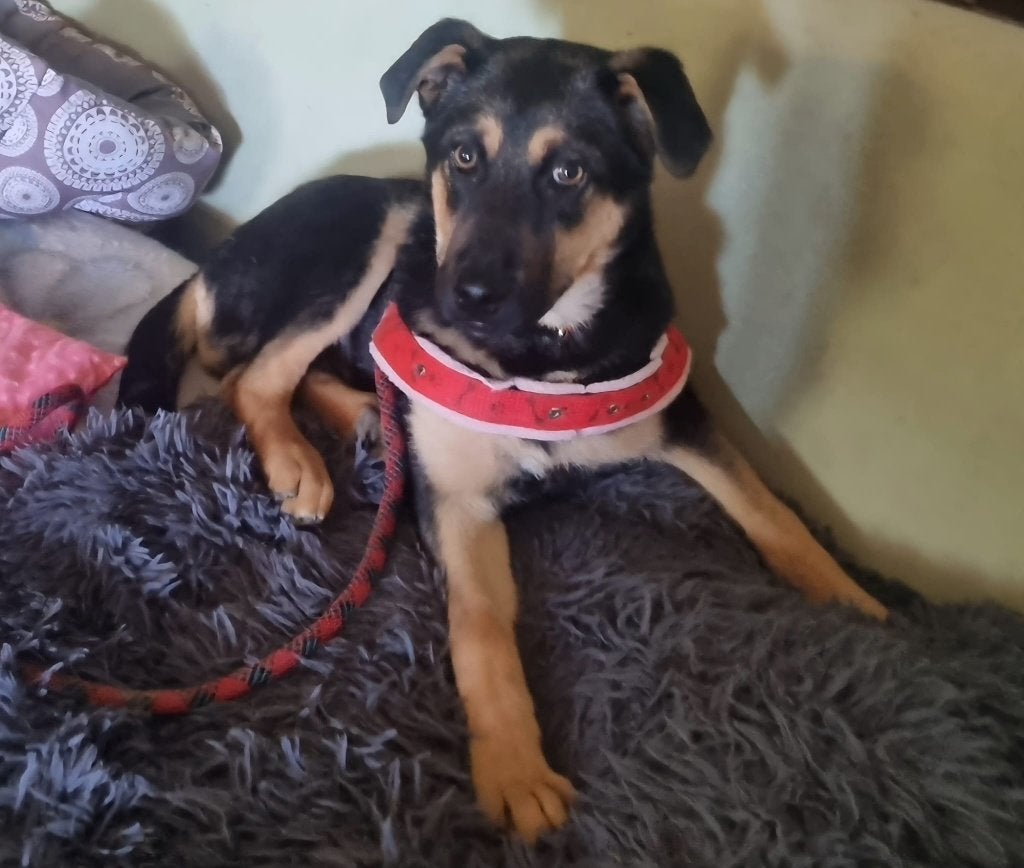 Duke, Dieren en Toebehoren, Honden | Niet-rashonden, Particulier, 15 weken tot 1 jaar, Reu, Buitenland