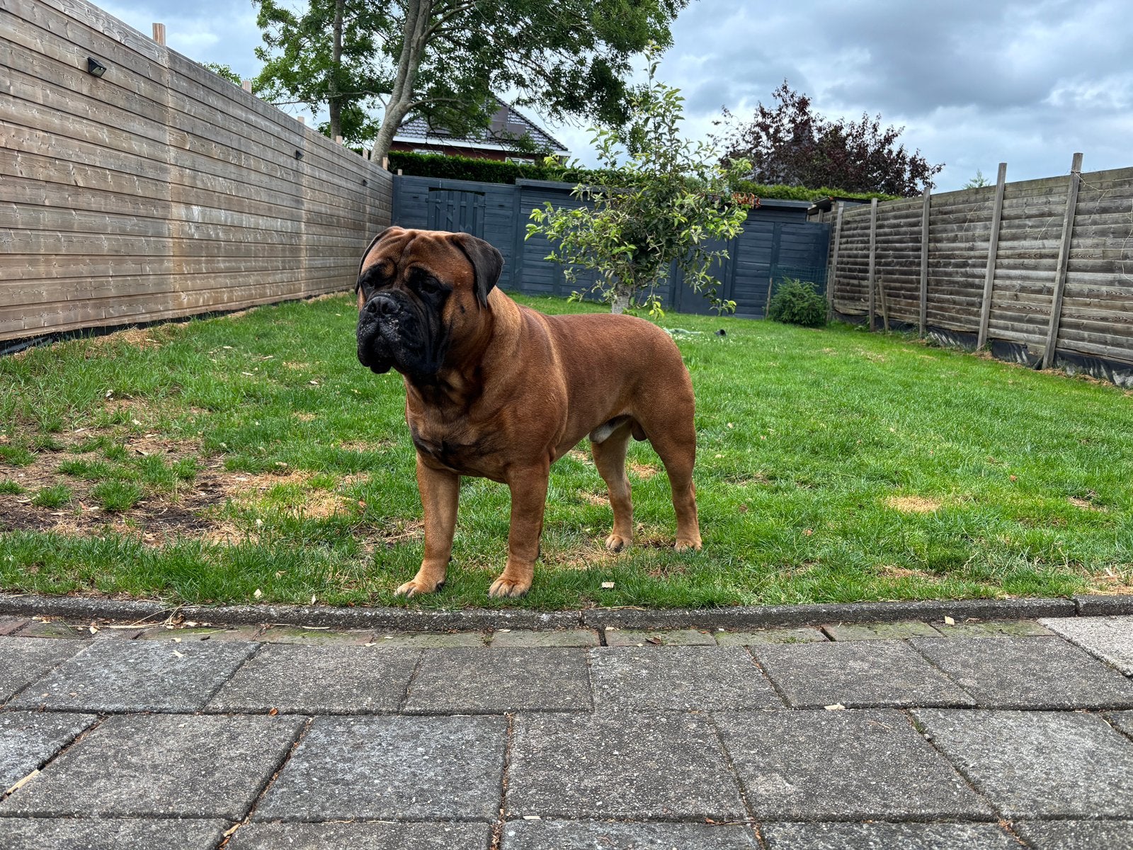 Bullmastiff dekreu, Dieren en Toebehoren, Honden | Bulldogs, Pinschers en Molossers, Reu, 1 tot 2 jaar, Parvo, Bulldog