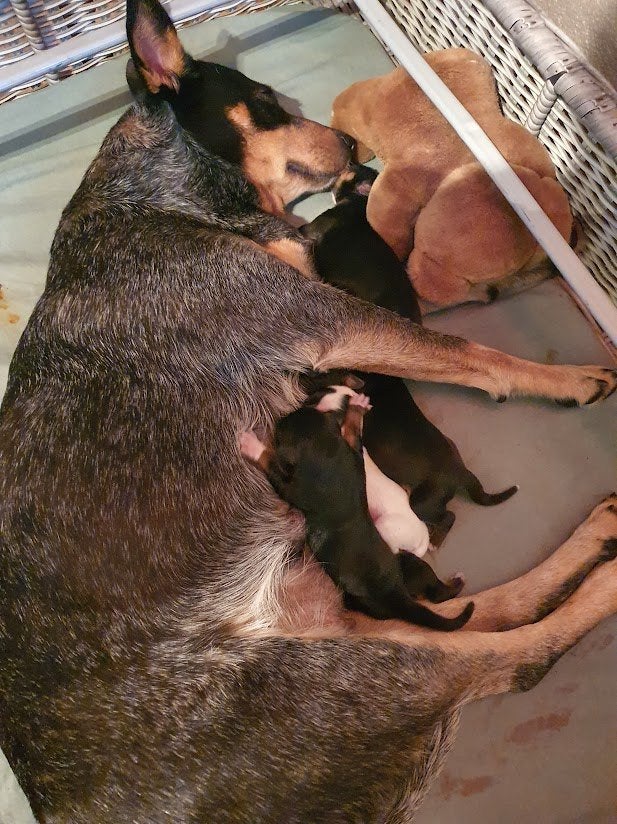 Puppy's Kelpie mix/Australian Cattle Dog, 8 tot 15 weken, Meerdere, CDV (hondenziekte), Nederland