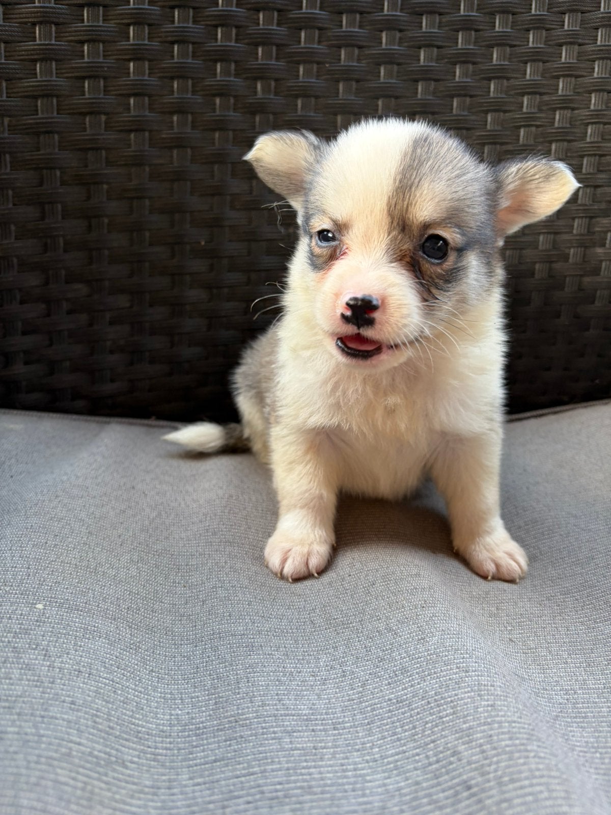 Unieke Corgi x Pomeriaan pups te koop 🐾, Parvo, Overige rassen, 8 tot 15 weken, Meerdere