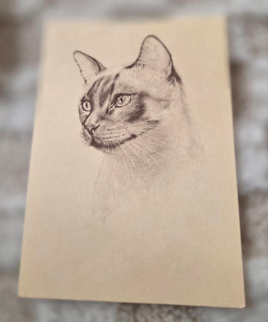 Tekening Siamese kat, Verzenden, 1980 tot heden, Ongelopen, Hond of Kat