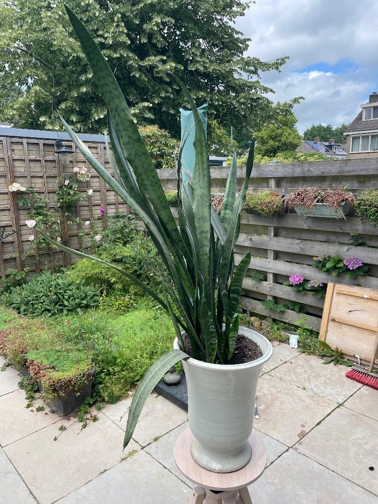 Vrouwentong plant met pot, Huis en Inrichting, Kamerplanten, Ophalen, Halfschaduw, Minder dan 100 cm