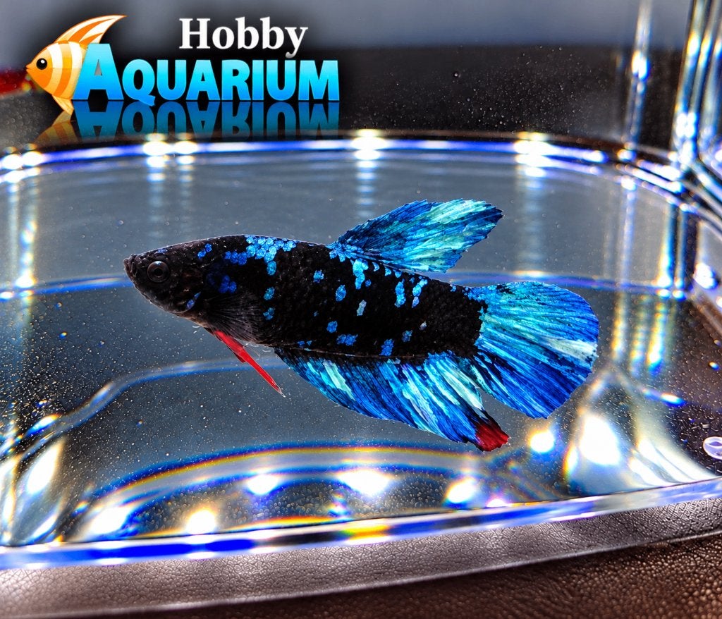 Hobbyaquarium Betta Splendes ruime keuze 22/23/24/25 oktober, Vis, Zoetwatervis