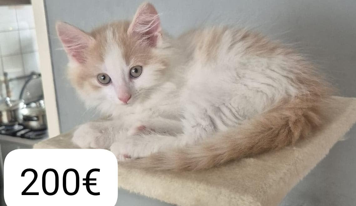 Kittens opzoek naar nieuwe huisje