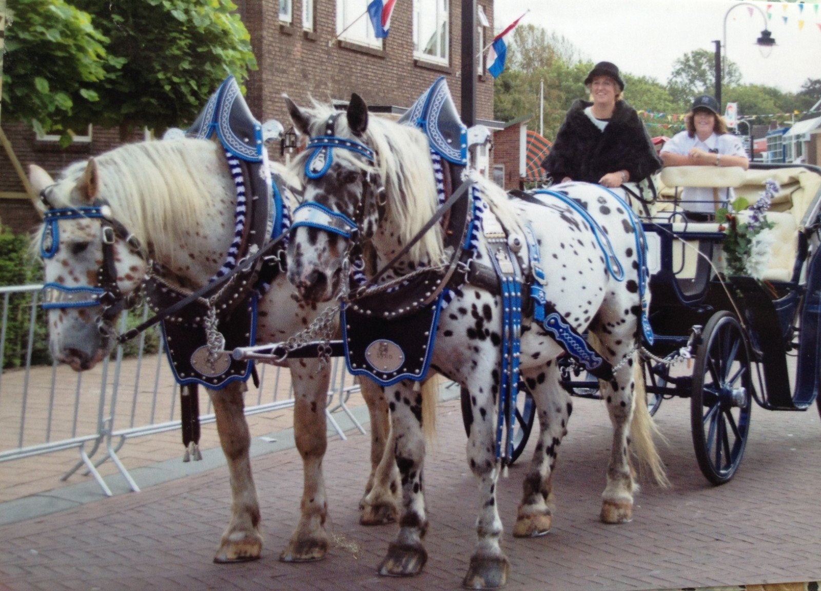 Duitse gareel tuigen, Dieren en Toebehoren, Ophalen of Verzenden, Zo goed als nieuw, Overige soorten