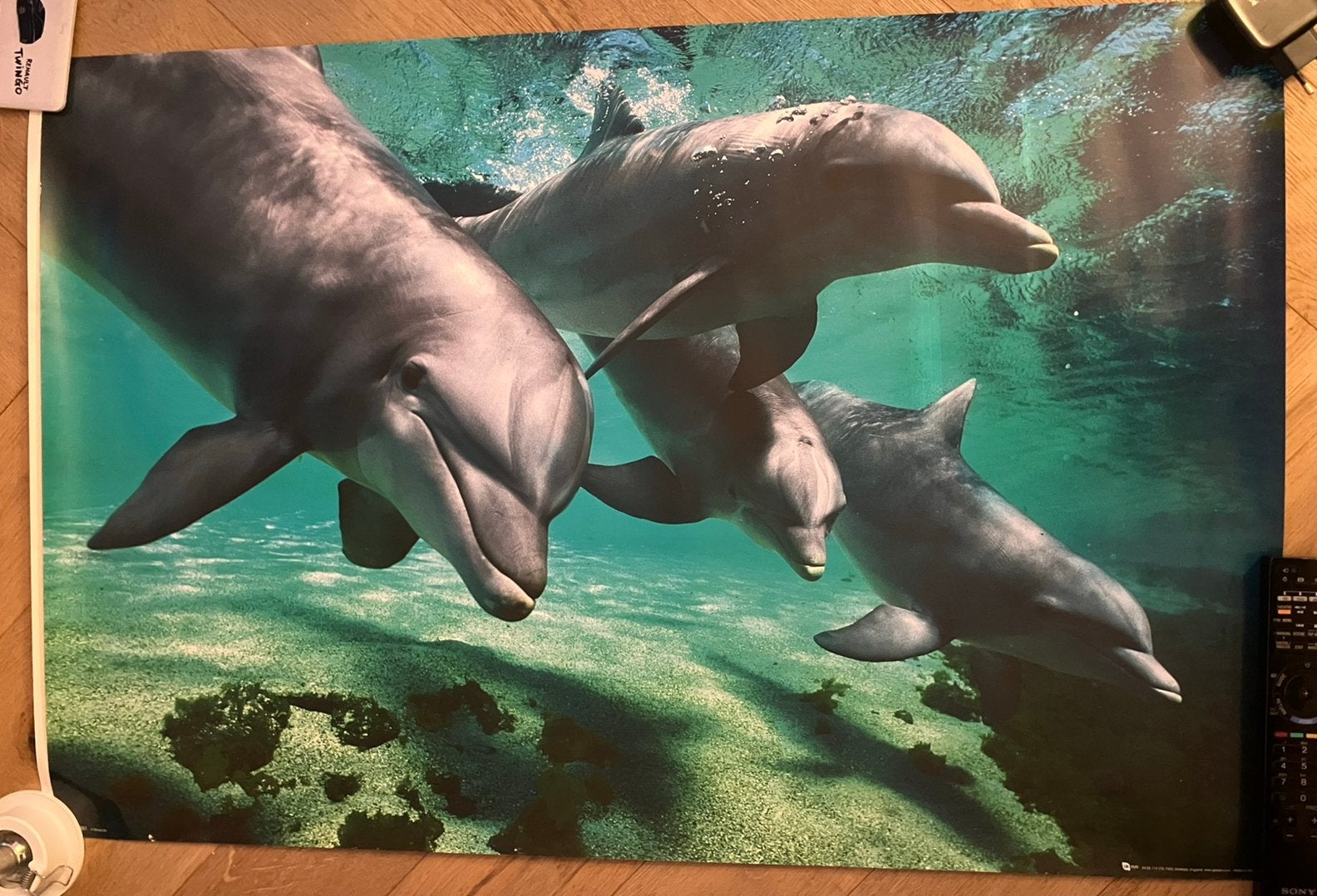Grote poster dolfijnen Dolfijnposter muurposter dolfijn zee, Ophalen of Verzenden, Zo goed als nieuw, Rechthoekig Liggend, Dier of Natuur