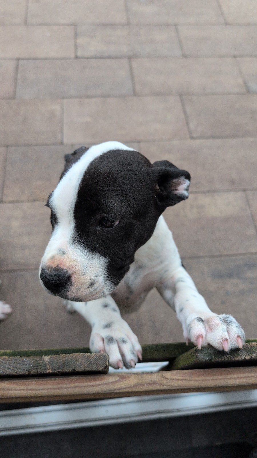 Amerikaanse Stafford pups, 8 tot 15 weken, American Staffordshire Terriër, Teef, Meerdere