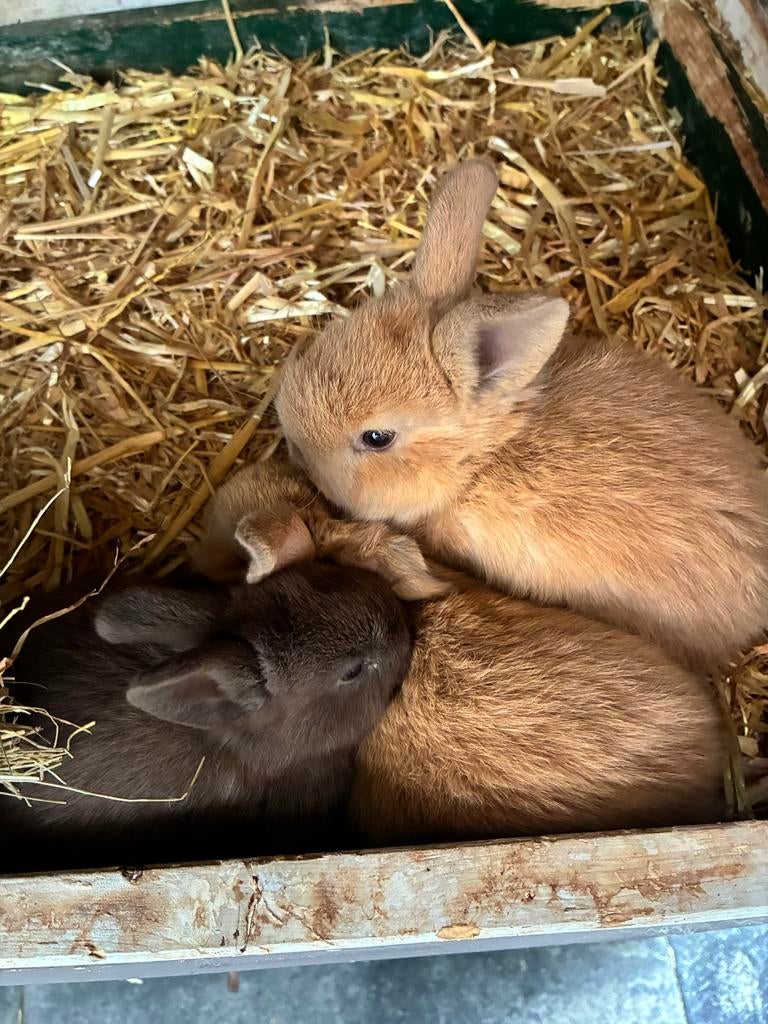 Babydwergkonijnen 4 weekjes oud NOG 1 over, Dieren en Toebehoren, Geslacht onbekend, Dwerg