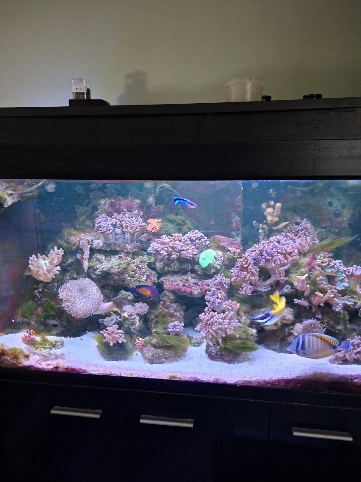 zoutwater aquarium, Vis