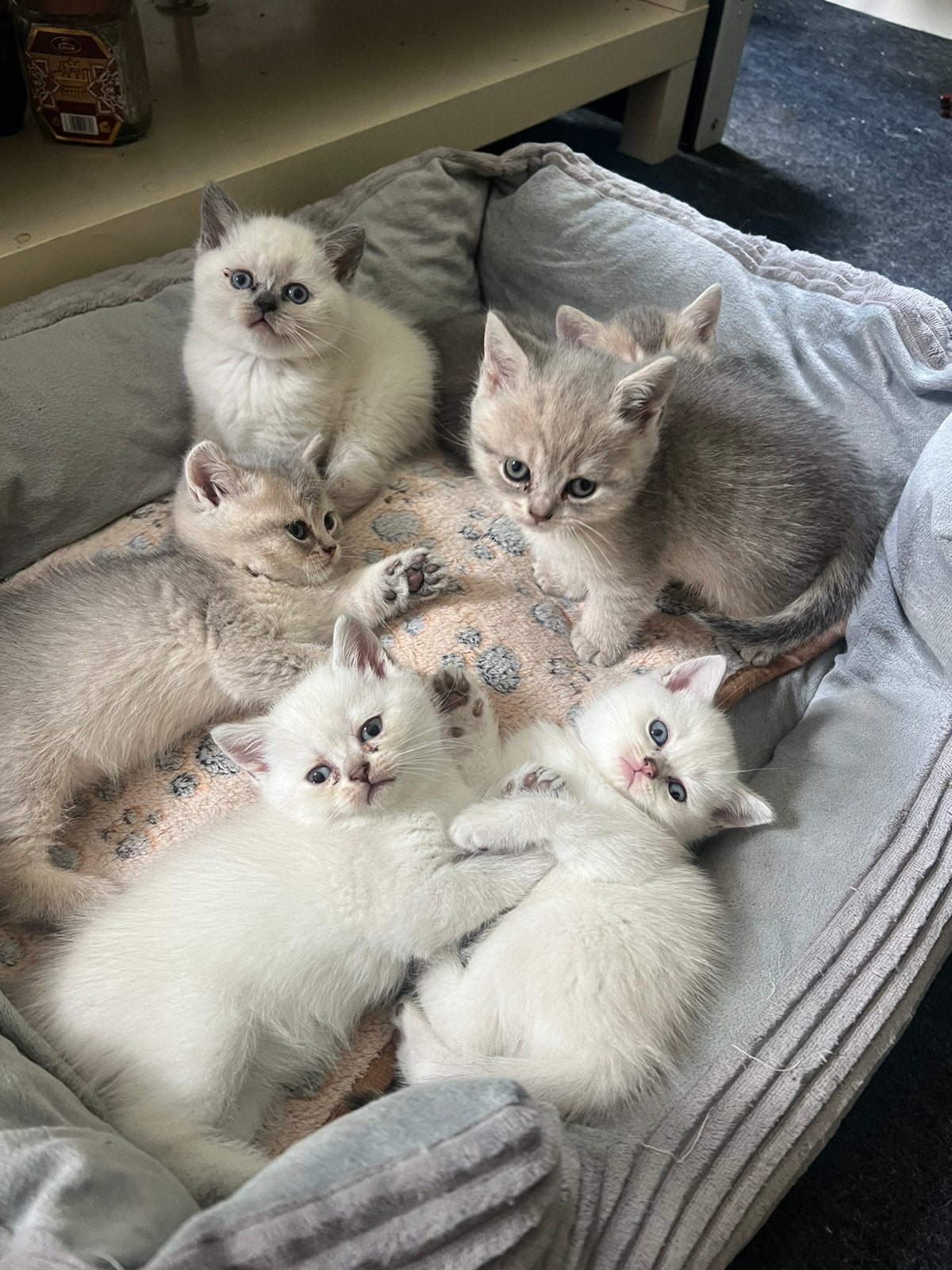 Britse korthaar kittens, Meerdere dieren