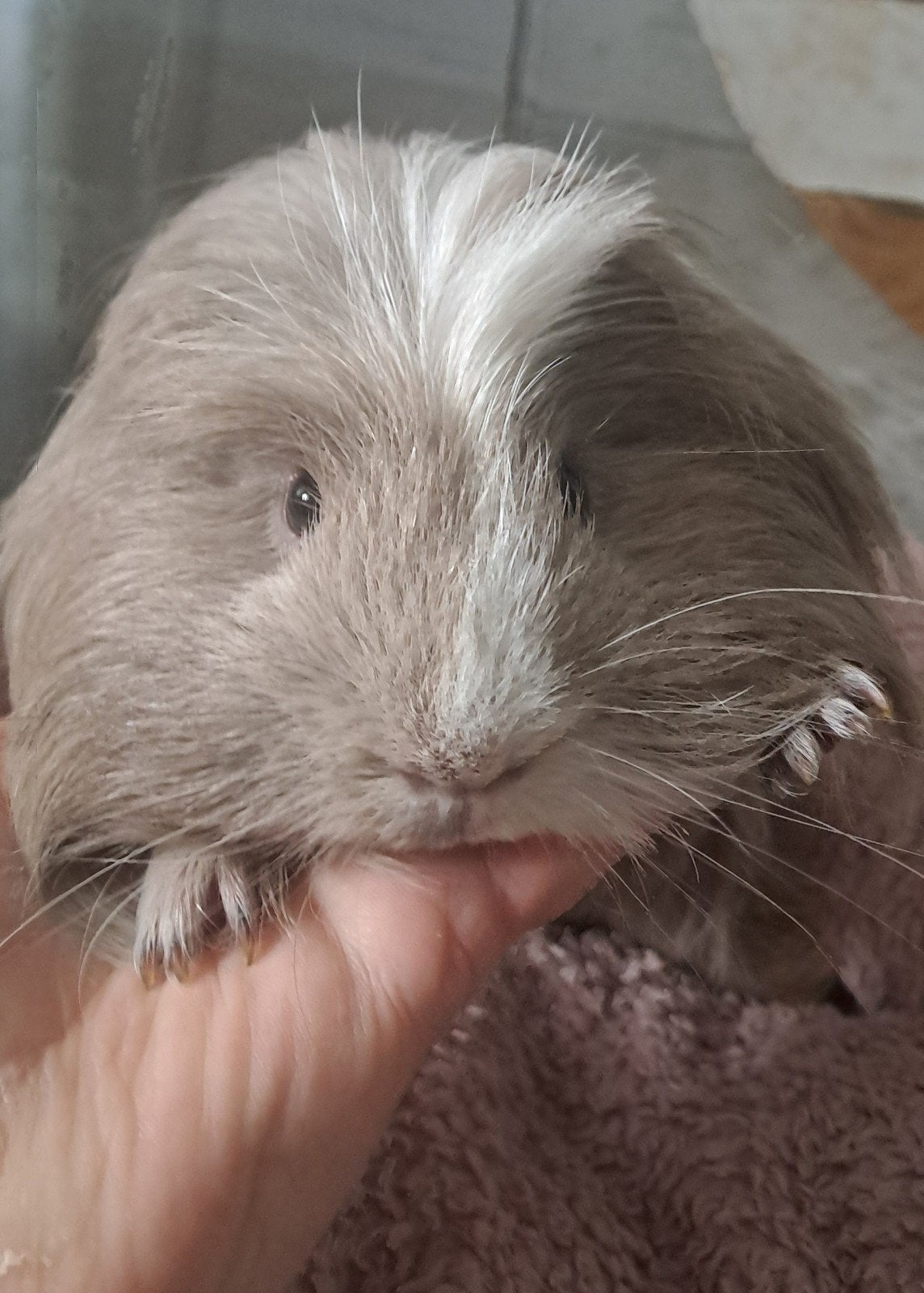 lieve coronet van 7 maandjes jong, Dieren en Toebehoren, December, Mannelijk, Cavia