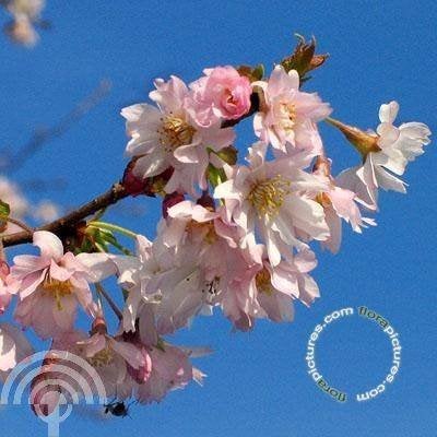 Prunus subhirtella 'Autumnalis Rosea' Winterbloeiende kers, Overige soorten, Volle zon, Vaste plant, Ophalen of Verzenden