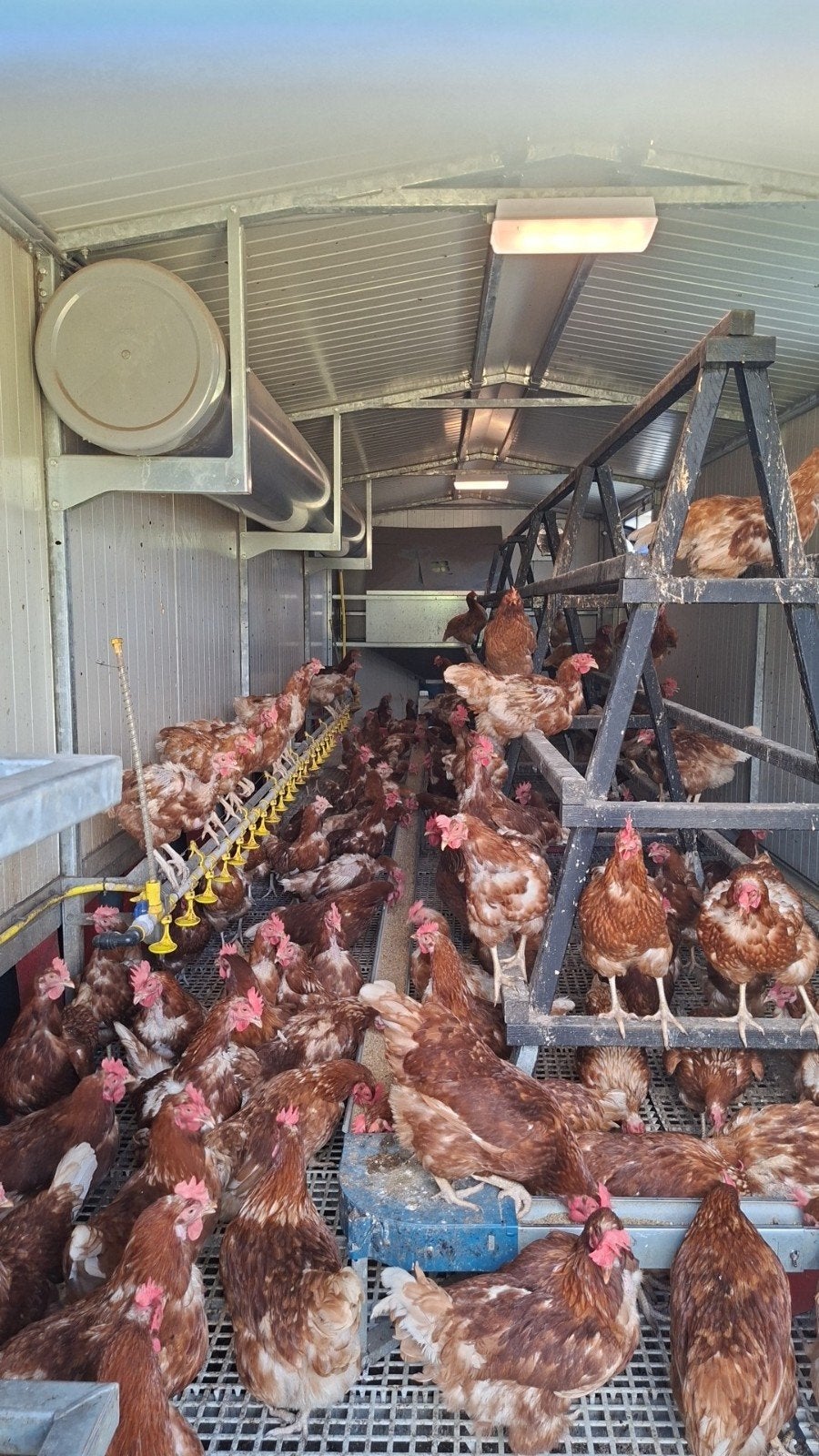 Bruine leghennen, Dieren en Toebehoren, Pluimvee, Vrouwelijk, Kip