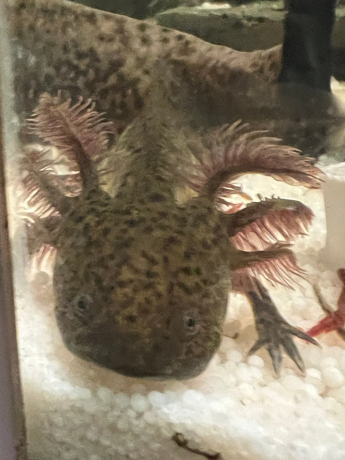 Axolotl pups van 3,5 maand oud, 9 cm groot, Dieren en Toebehoren, Amfibie, 0 tot 2 jaar