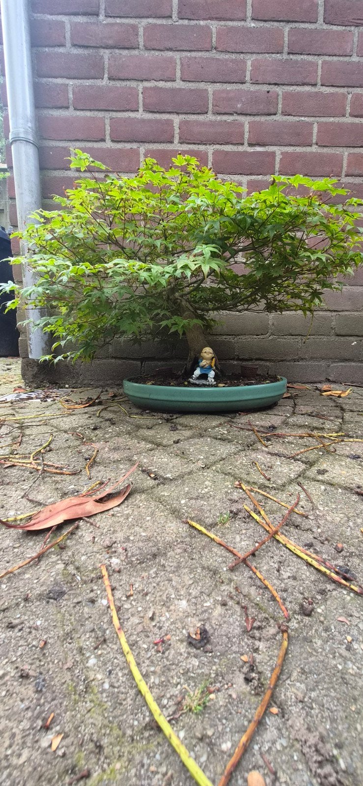 Acer Palmatum Deshojo Bonsai - Japanse Esdoorn, Halfschaduw, Overige soorten, Lente, Minder dan 100 cm