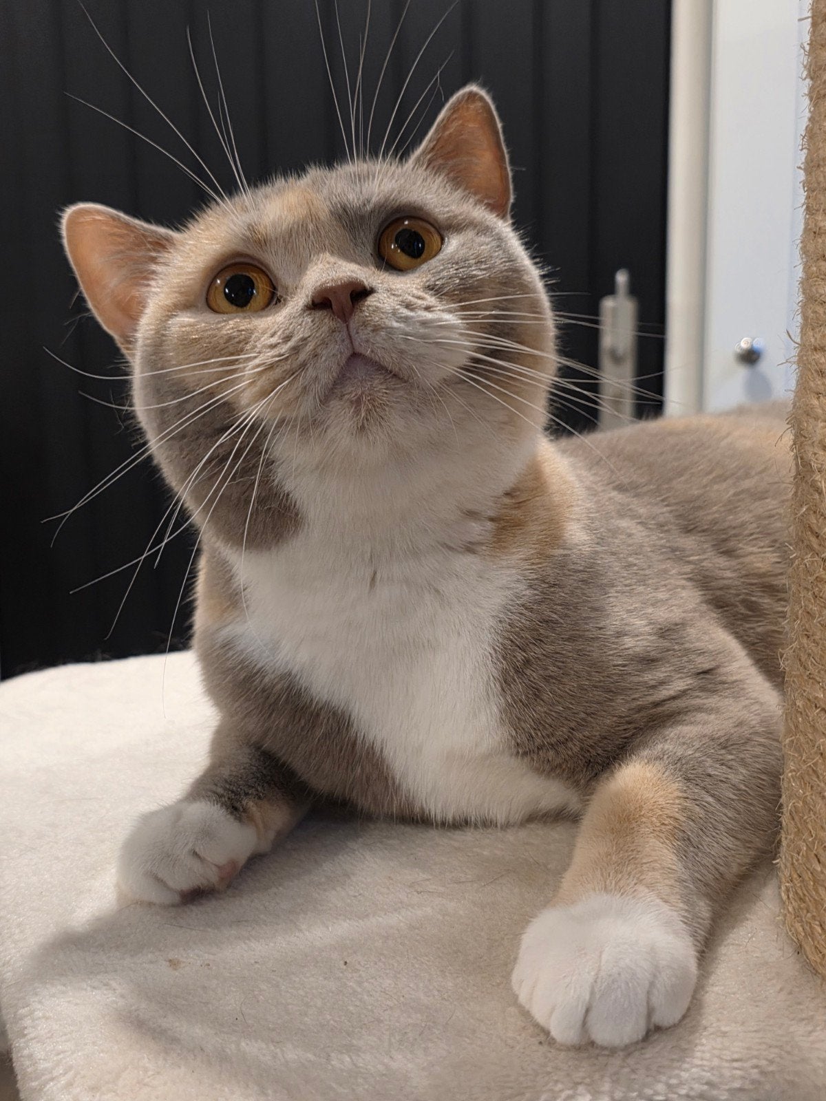 Brits korthaar tortie poes met stamboom, Poes, Met stamboom