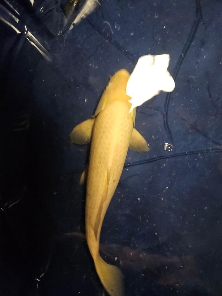 karashigoi Japanse koi, Dieren en Toebehoren, Vissen | Vijvervissen, Karper of Koi