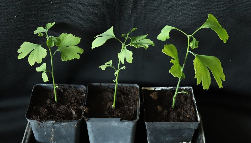 Ginkgo (Ginkgo biloba), Tuin en Terras, Planten | Bomen, Lente, Minder dan 100 cm, Volle zon, In pot