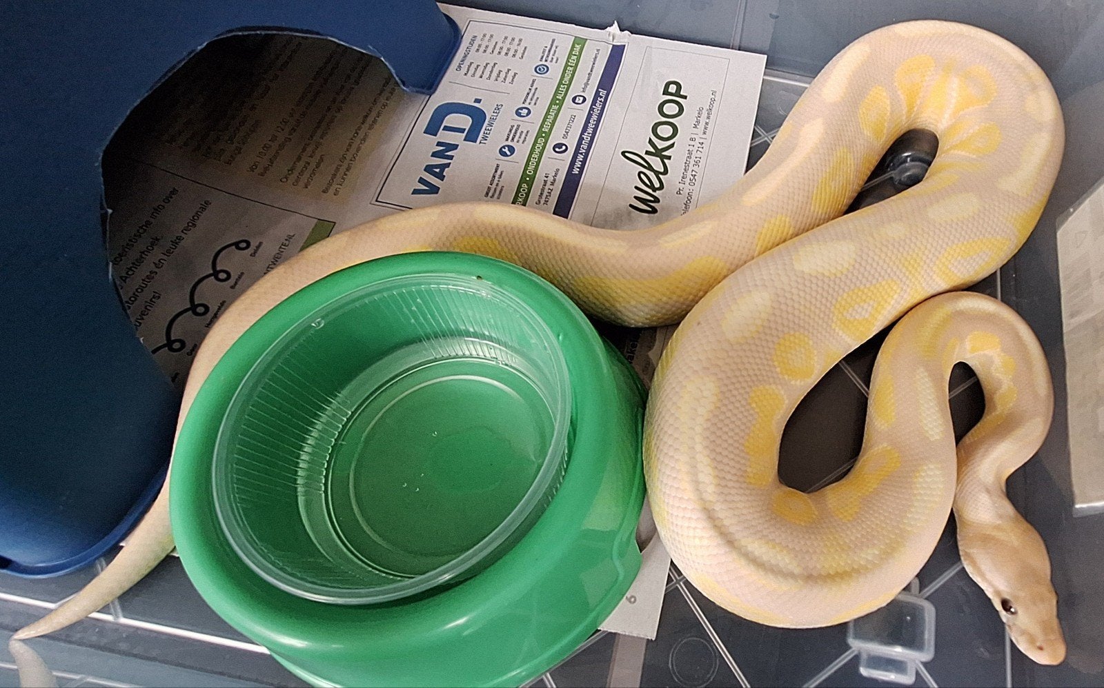mooi koppeltje Lavender Albino, Slang, 0 tot 2 jaar