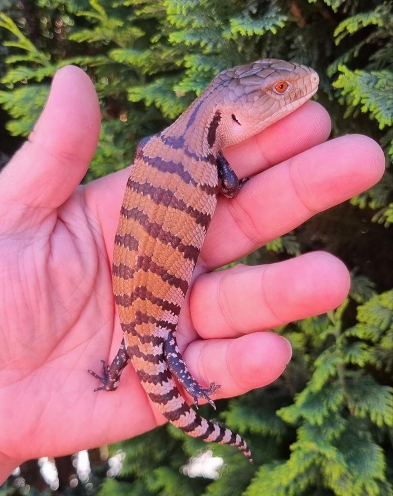 Jonge blauwtongskink Blue Tongue Skink - unknown for sale from Sandra