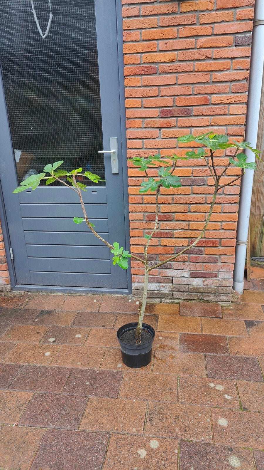 Vijgenboom (ficus carica) 125cm, Ophalen, Bloeit niet, Volle zon, Overige soorten