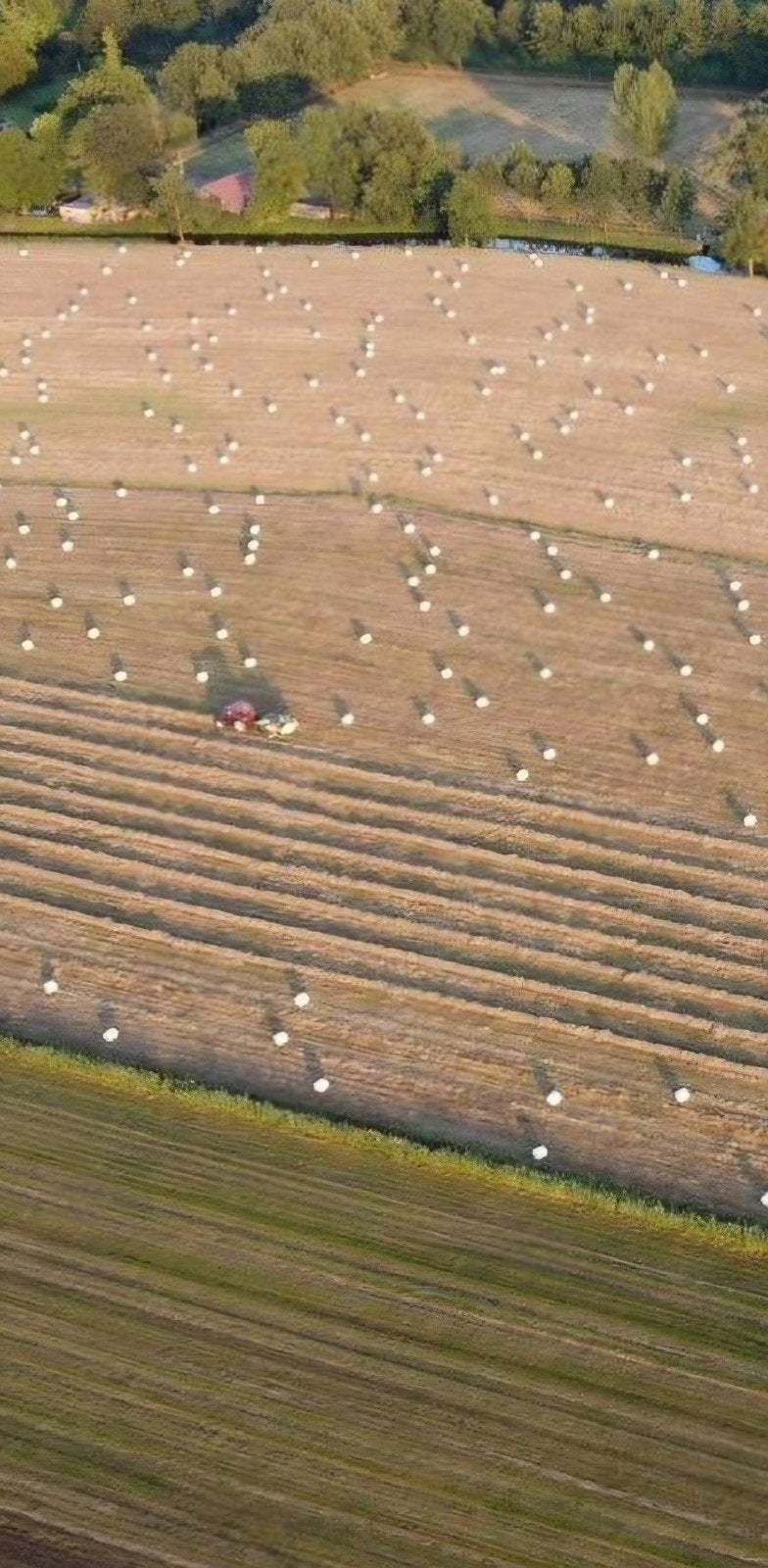Midi balen regio Den Bosch / Tilburg. Brengen is mogelijk!, Ophalen, Overige soorten, Volle zon