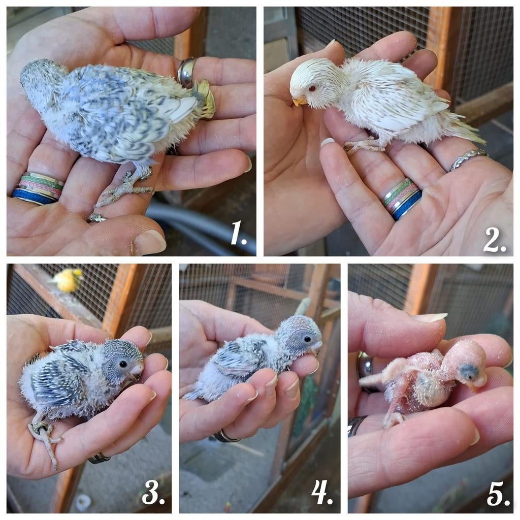 Jonge handtamme grasparkieten, Dieren en Toebehoren, Meerdere dieren, Parkiet, Geringd