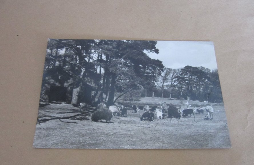 Duinrell Wassenaar - Dierenkamp, Verzamelen, Verzenden, 1960 tot 1980, Gelopen, Zuid-Holland
