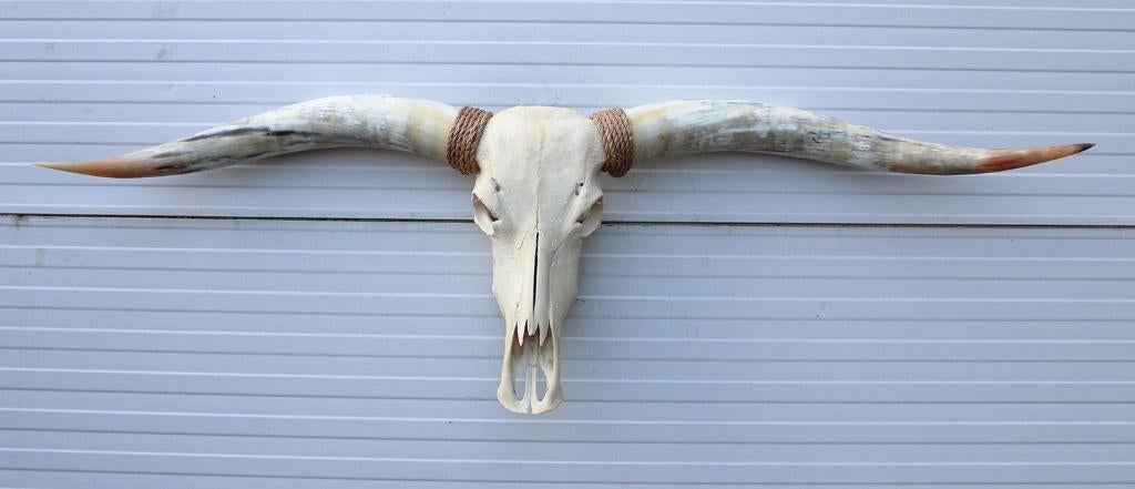 Grote schedel TEXAS STYLE LONGHORN 154 cm - ref. G, Verzamelen, Dierenverzamelingen, Ophalen, Nieuw, Boerderijdier, Schedel