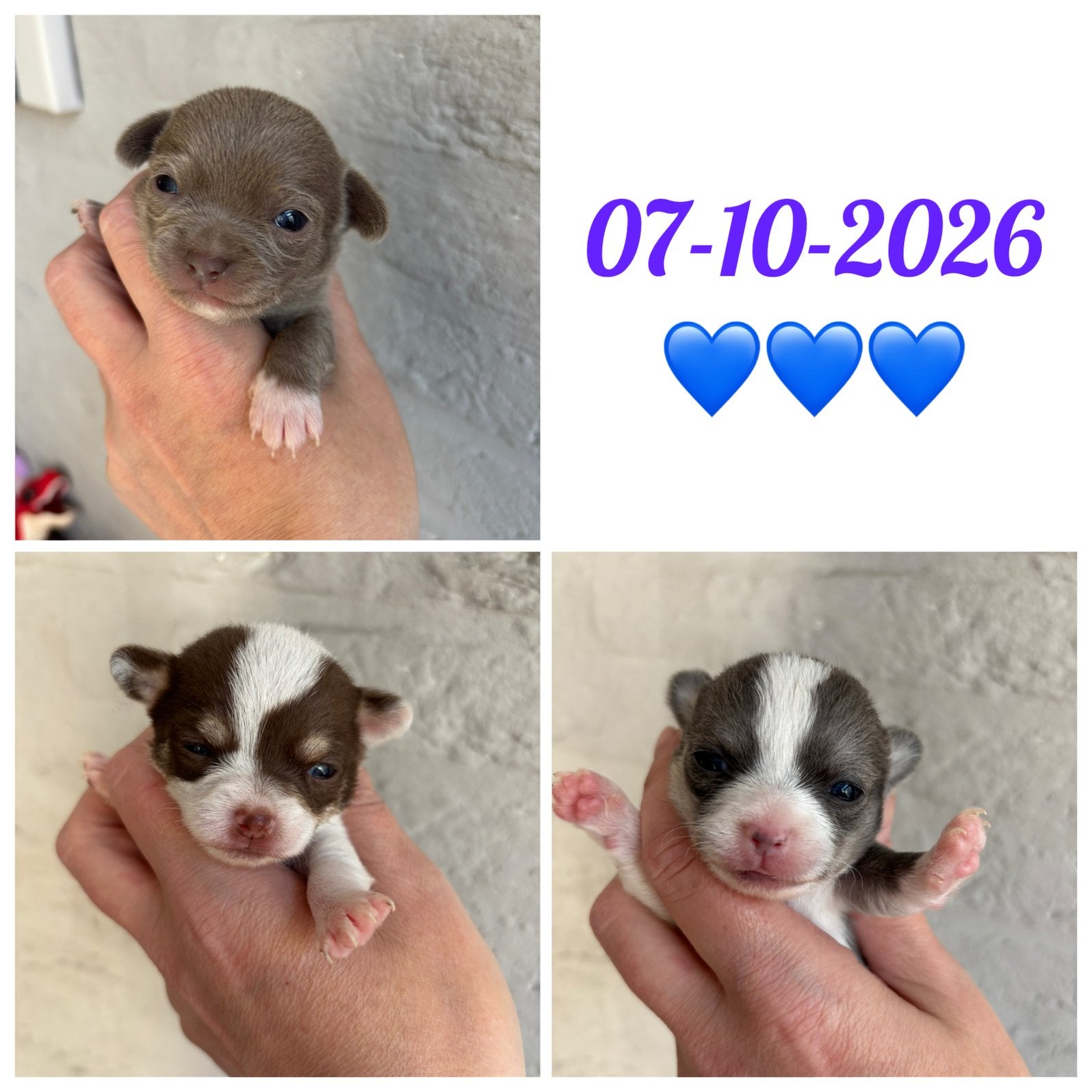 Nestje Chihuahua puppies, Dieren en Toebehoren, Overige rassen, 8 tot 15 weken, Meerdere, Meerdere dieren