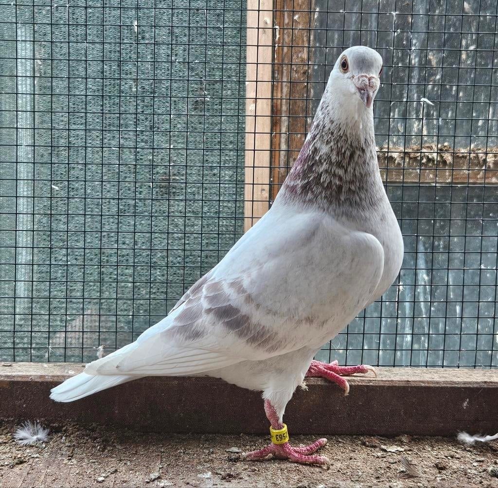 Postduif, Dieren en Toebehoren, Vogels | Duiven, Mannelijk, Postduif
