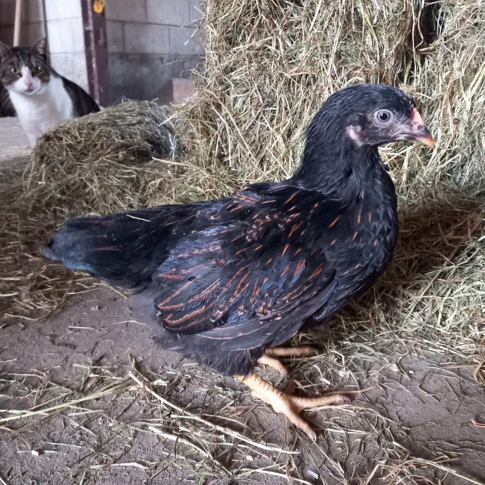 Te koop: hennetjes van dubbelgezoomde Barnevelder kippen, Dieren en Toebehoren, Vrouwelijk, Kip