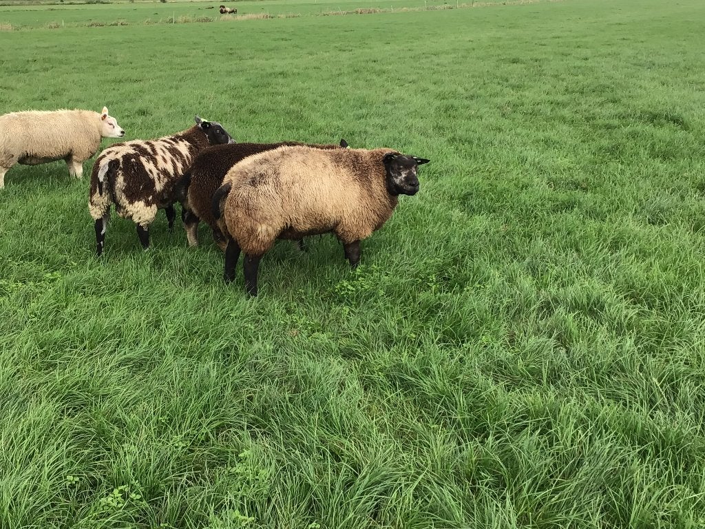 Luxe blauwe texelaar ramlammeren en een dassenkop ramlam, Dieren en Toebehoren, Mannelijk, Schaap, 0 tot 2 jaar