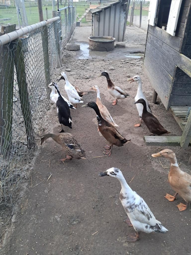 Broedeieren van de loopeenden, Dieren en Toebehoren, Pluimvee, Geslacht onbekend, Eend