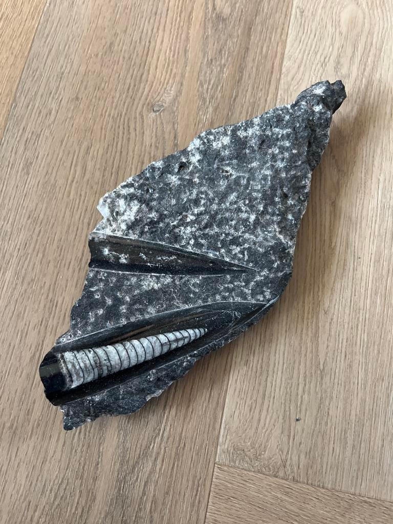 Prachtige fossiele edelsteen, Ophalen of Verzenden, Zo goed als nieuw