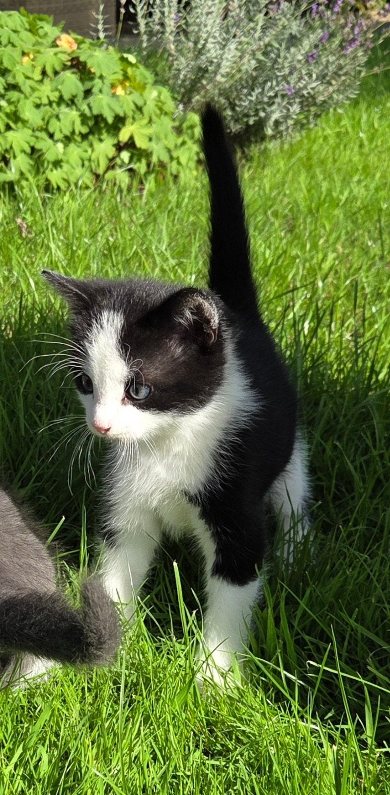 Prachtige gezond mak kitten, Meerdere dieren, 0 tot 2 jaar