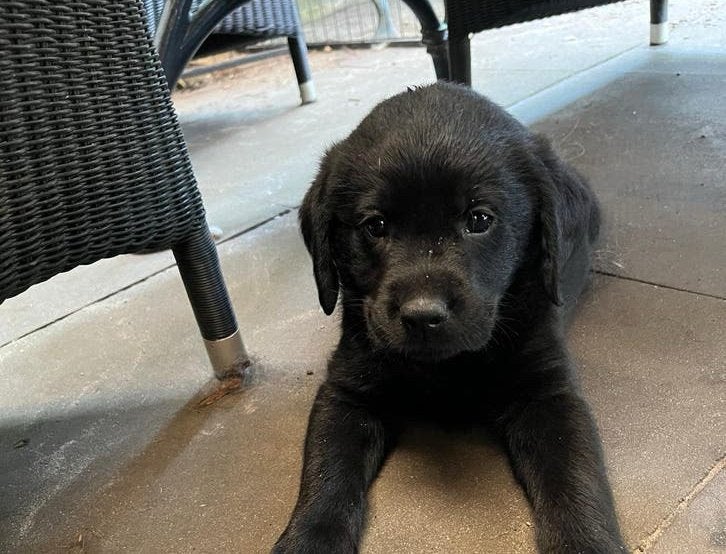 Verkocht - Lieve Friese Stabij x Labrador pups, Overige rassen, 8 tot 15 weken, Parvo, Meerdere