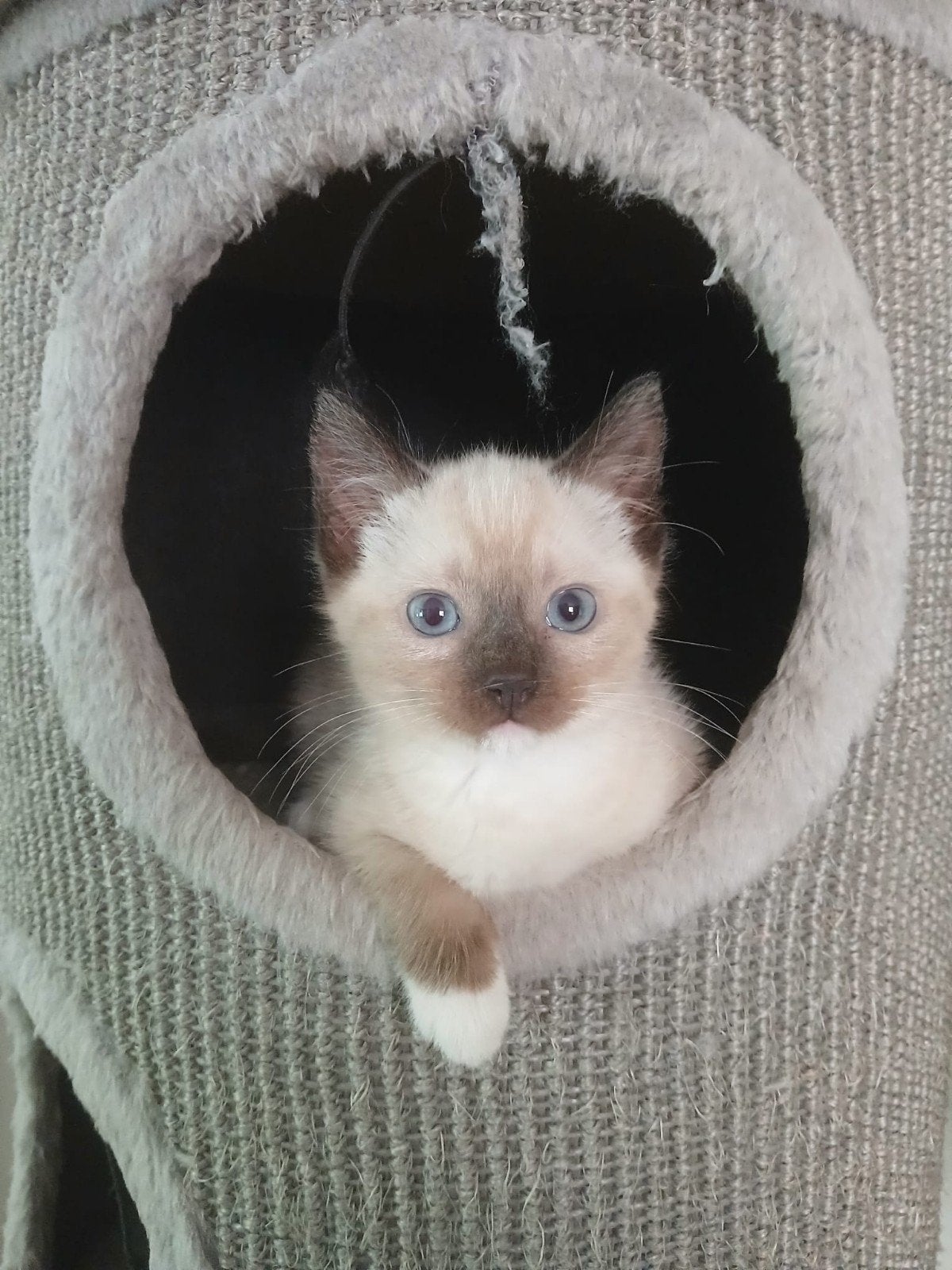 Siamees/ Ragdoll kittens, Dieren en Toebehoren, Katten en Kittens | Raskatten | Korthaar, Meerdere dieren, Ontwormd, 0 tot 2 jaar