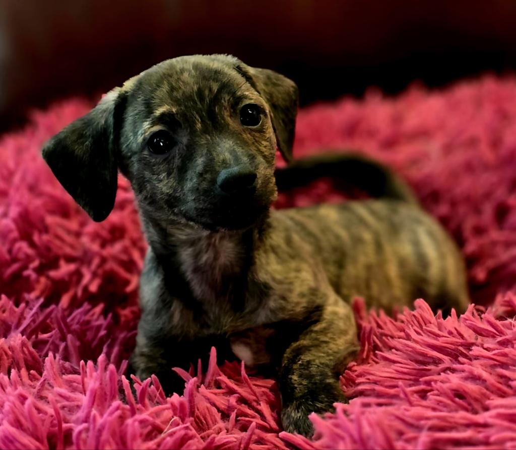 Prachtige Jack Russell pups, Dieren en Toebehoren, Honden | Jack Russells en Terriërs, Parvo, Jack Russell Terriër, 8 tot 15 weken