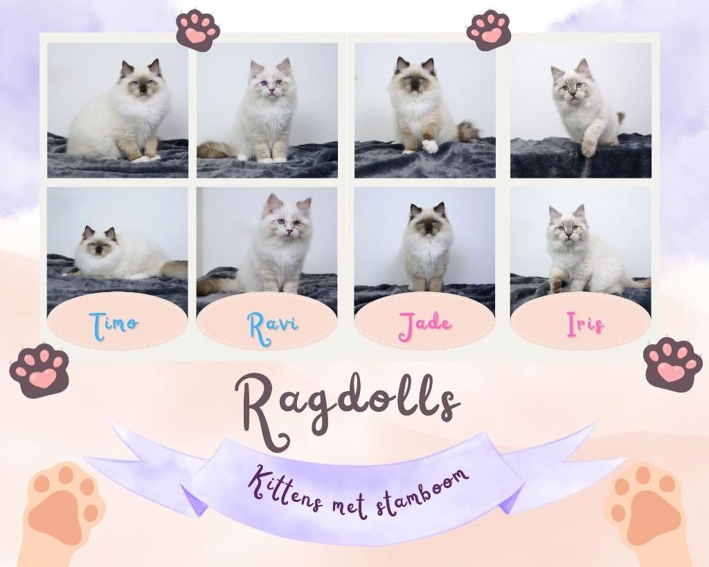 Ragdoll kittens met stamboom uit huiselijke hobby cattery, Dieren en Toebehoren, Katten en Kittens | Raskatten | Langhaar, Meerdere dieren